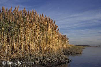 Phragmites 2250-06.jpg - 60569 Bytes